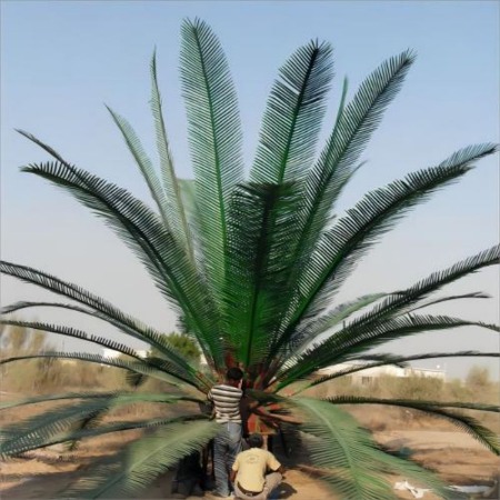 follaje de palmera